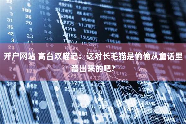 开户网站 高台双喵记：这对长毛猫是偷偷从童话里溜出来的吧?